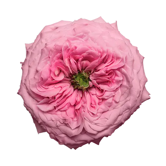 50cm Roses Pink Peonikiss 