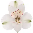 80cm Alstroemerias Assorted