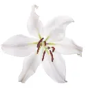 Oriental Lilies White Zambesi
