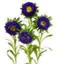 Matsumoto Purple 