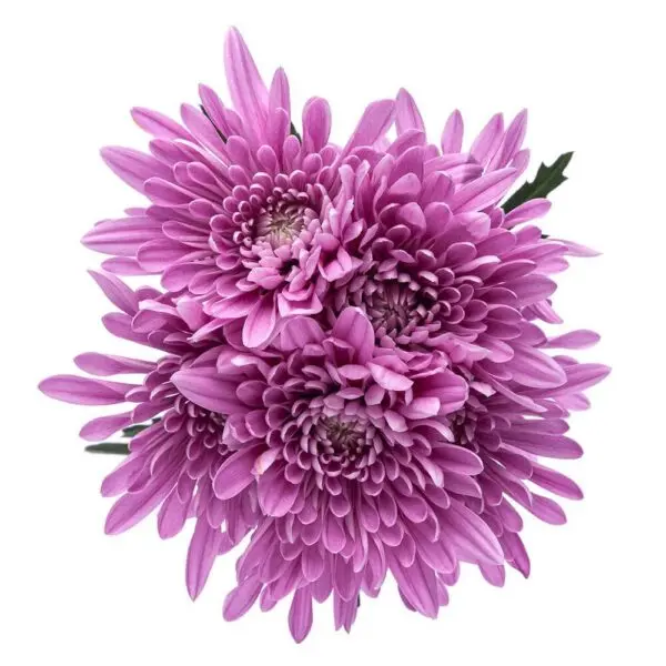 Chrysanthemums Lilac Veronica 
