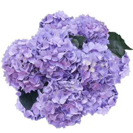 Hydrangeas Lavender