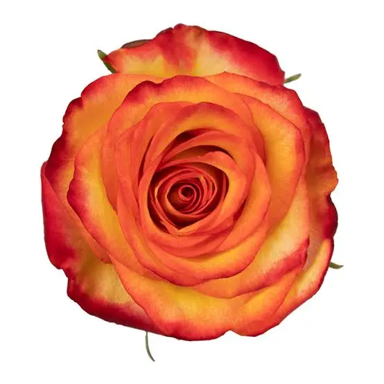 40cm Roses High and Orange Magic 