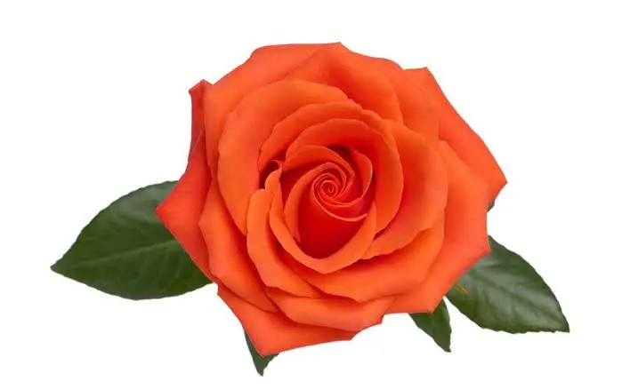50cm Roses Orange Dragon Tale