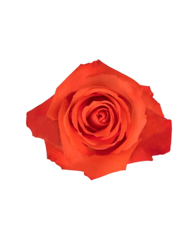 50cm Roses Orange Alive 