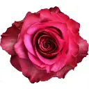50cm Roses Pink Lola 