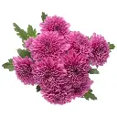 Chrysanthemums Purple Brazuca 