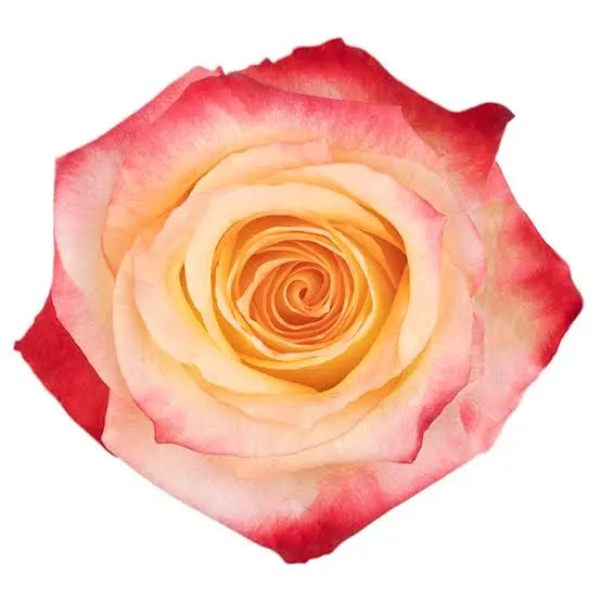 40cm Roses Bi-Color Cream Carbaret