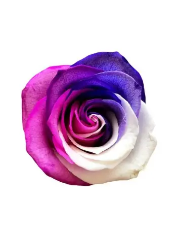 50cm Roses Tinted Amatista
