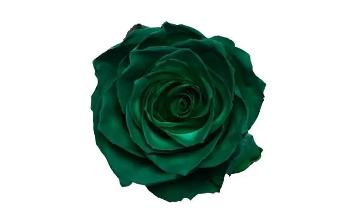 50cm Roses Tinted Cosmic Green