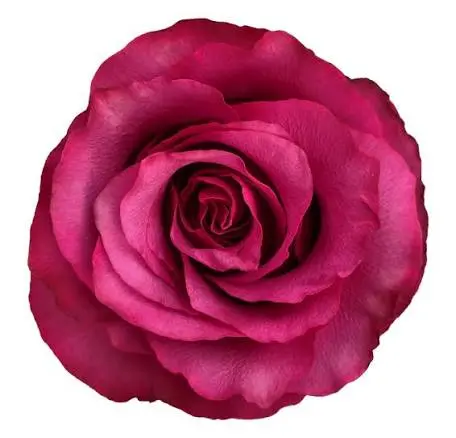 50cm Roses Magenta Purple Meli 