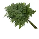 Leather Leaf 
