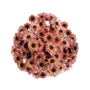 Micropom Dark Smokey Salmon (7st) 