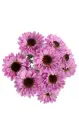 Micropom Lilac Ying Yang Galaxy (10st)