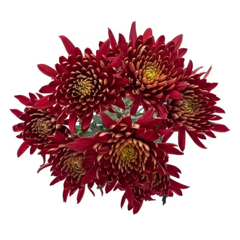 Chrysanthemums Red Tornado