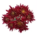 Chrysanthemums Red Tornado