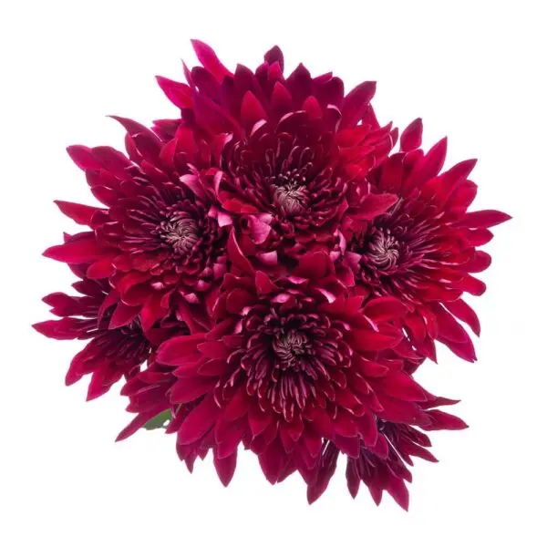 Chrysanthemums Deep Purple Zumba 