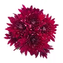Chrysanthemums Deep Purple Zumba 
