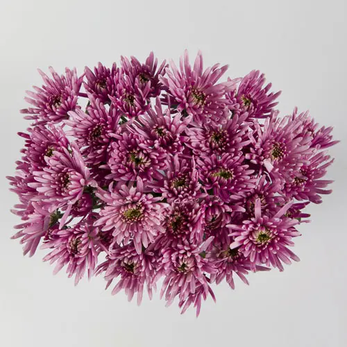 Buttons Lilac Ivanovo