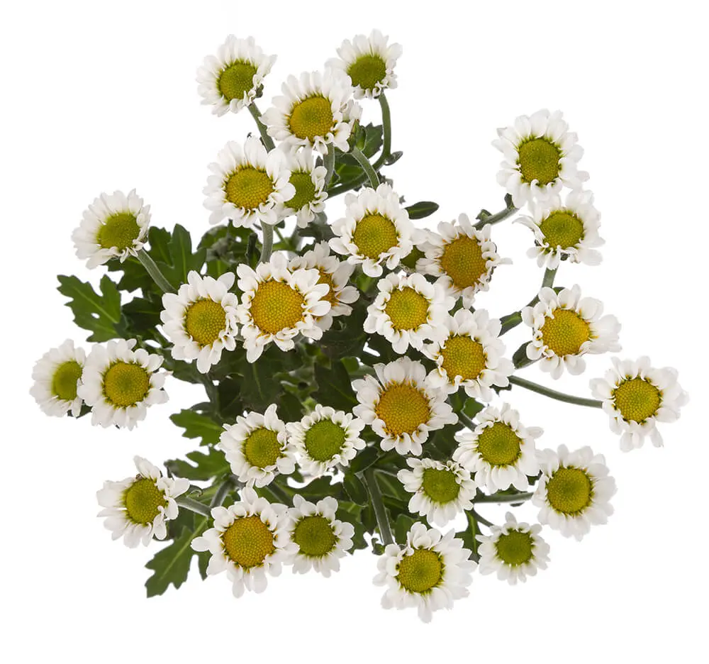 Iconfetti White Nebula (10st)