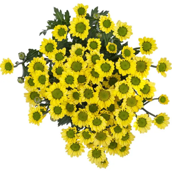 Iconfetti  Yellow Nebula Lemon 