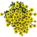 Iconfetti  Yellow Nebula Lemon 