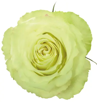 50cm Roses Green Lemonade 