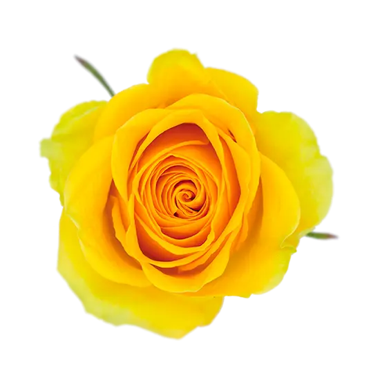 60cm Roses Yellow Brighton 