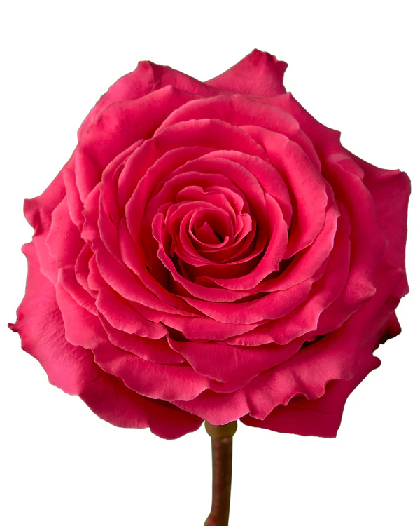 50cm Roses Hot Pink Full Monty