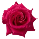 50cm Roses Hot Pink Full Monty