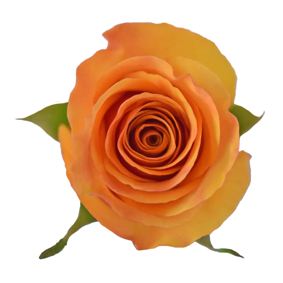 50cm Roses Bright Orange Tycoon 