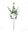 AL26 Eucalyptus Branchy Blue