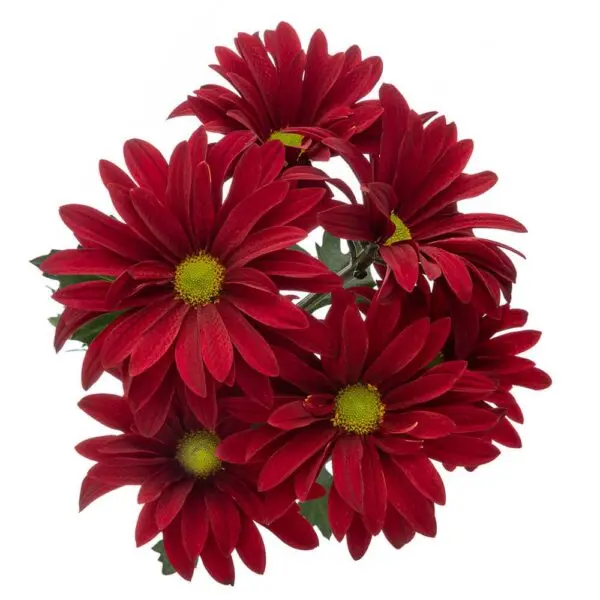 Daisies Red Brahma 