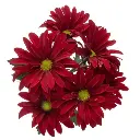 Daisies Red Brahma 