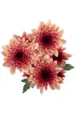 Chrysanthemums Brown/Peach Apricot Lovato