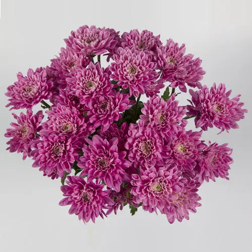  Chrysanthemum Lilac Music