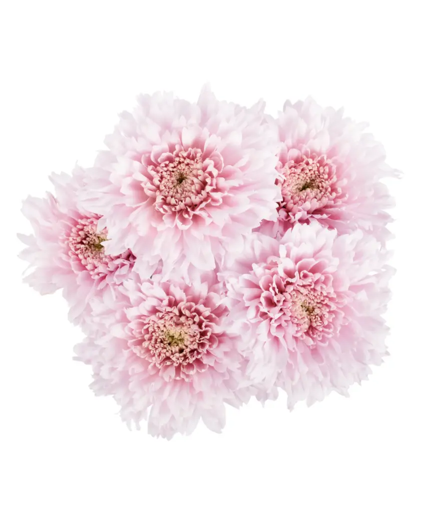 Buttons Pink Flair 