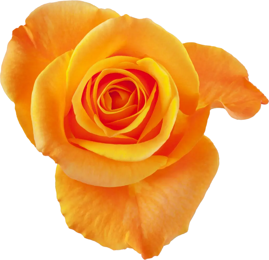 40cm Roses Hilux/Aloha 