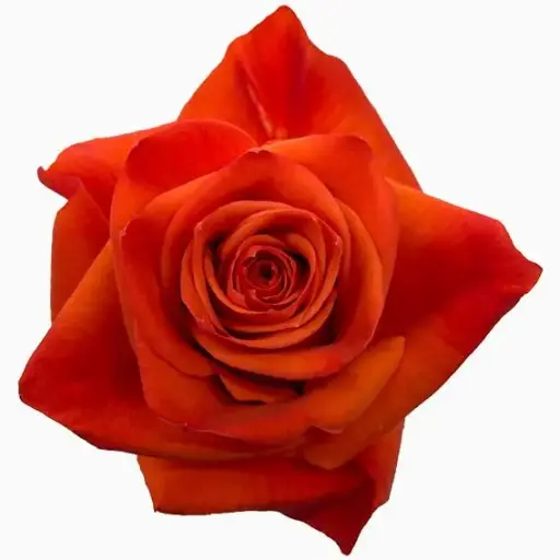 40cm Roses Burnt Orange Hilux