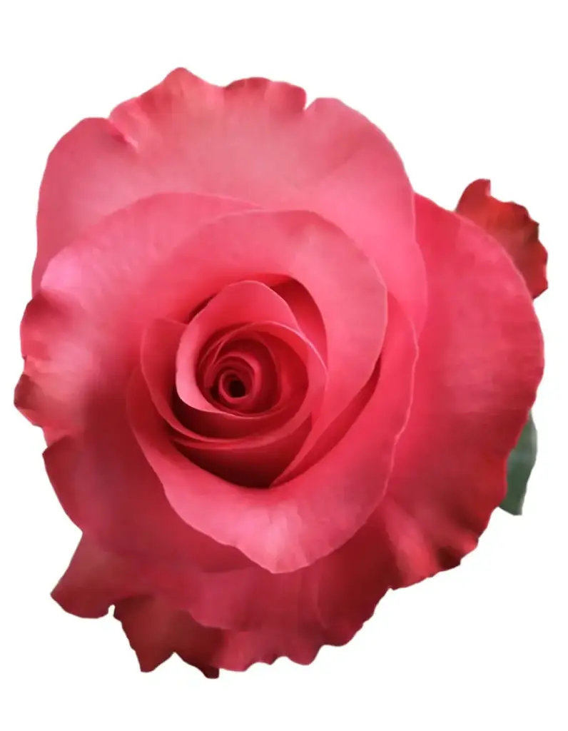 40cm Roses Medium Pink Love 