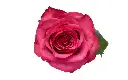 40cm Roses Deep Pink Lola