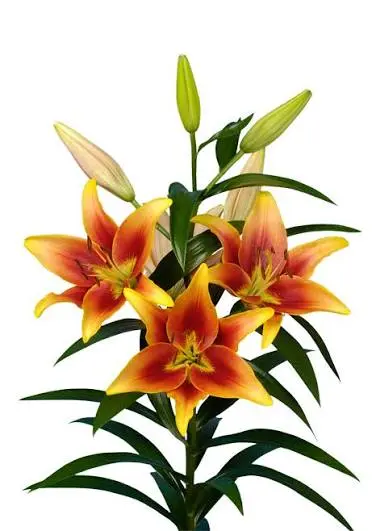 Asiatic Lilies Orange 
