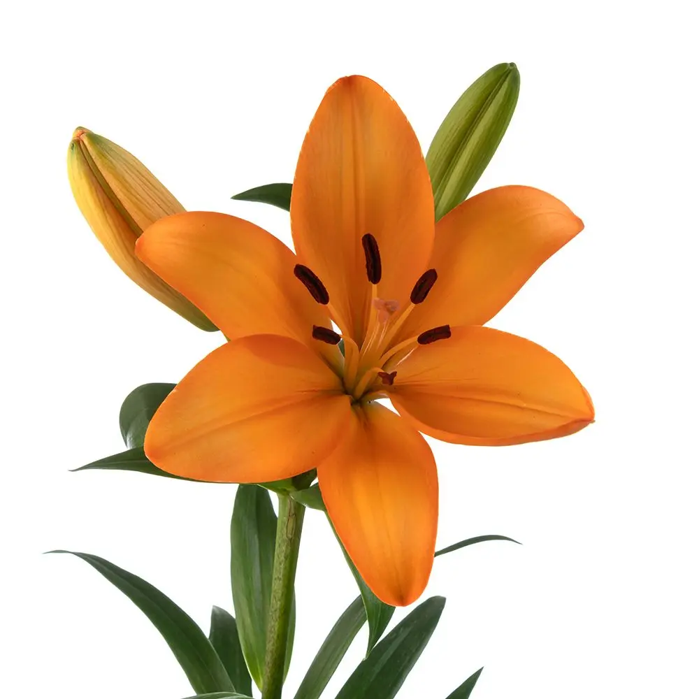 Asiatic Lilies Orange 
