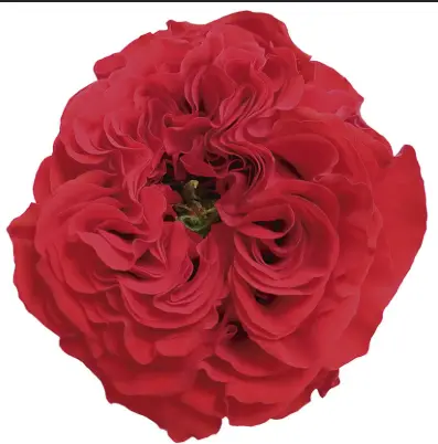 50cm Garden Rose Red Eye 