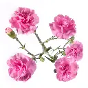 Mini Carnations Lilac Milkana 