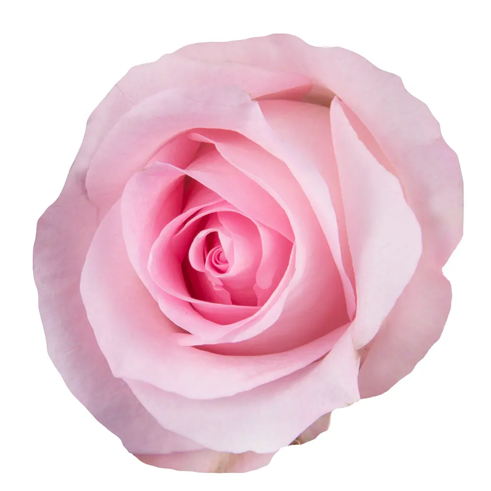 M26 50cm Roses Pink Sweet Akito