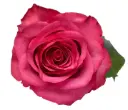 AL26 40cm Roses Hot Pink Lola