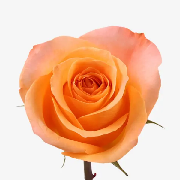 M25 40cm Roses Peach Coral Reef 
