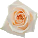 M26 50cm Roses White Soul
