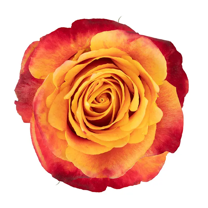 M26 40cm Roses Variegated Orange Silantoi